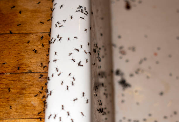 Best Cockroach Control Services  in Lincoln Heights, OH