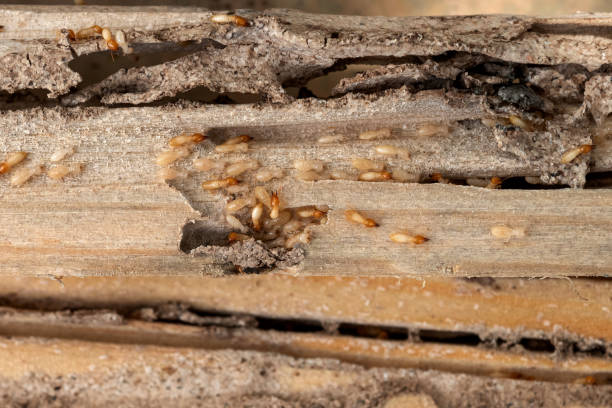 Best Best Pest Control Companies  in Lincoln Heights, OH