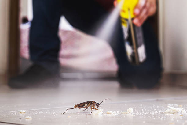 Best Spider Control Near Me  in Lincoln Heights, OH